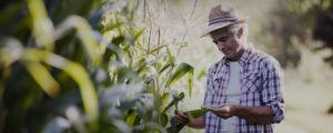 An agricultural worker in a field touching corn husk